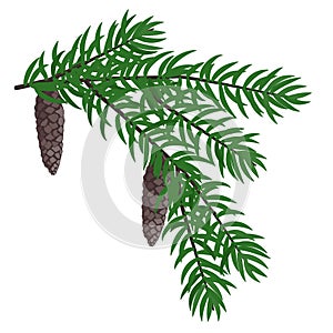 Pine branch with pinecones vector
